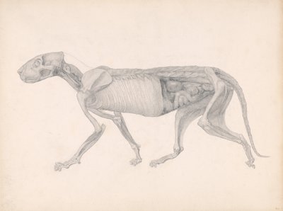 A Comparative Anatomical Exposition of the Structure of the Human Body with that of a Tiger and a Cow by George Stubbs